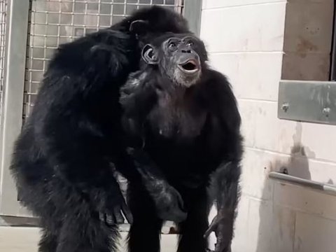 Reaksi Vanilla, Si Simpanse