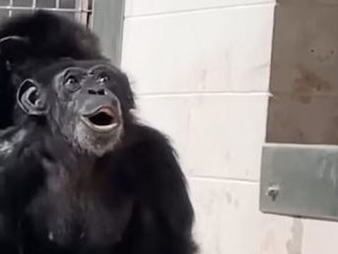 Begini Reaksi Simpanse Usia 28 Tahun Saat Pertama Kali Keluar dari Laboratorium Melihat Langit