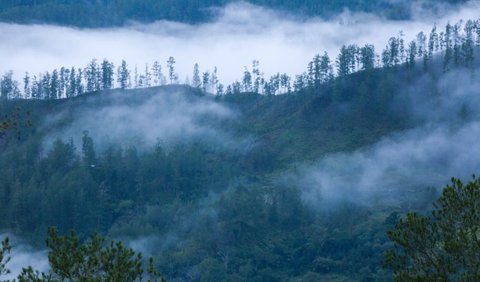 Berada di Kawasan Taman Nasional Gunung Leuser