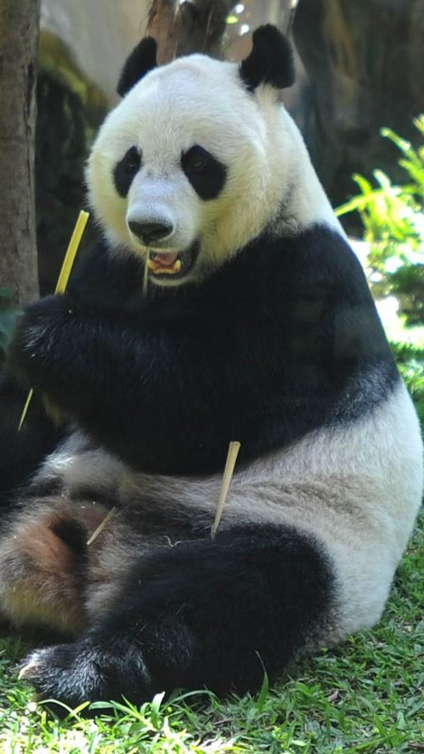 Mengapa Panda Gendut Meski Hanya Makan Tumbuhan?