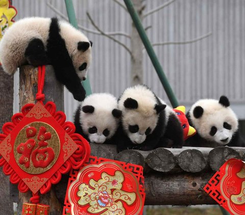 Mengapa Panda Gendut Meski Hanya Makan Tumbuhan?