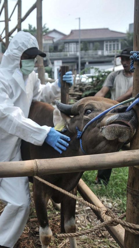 Kala Virus Lato-Lato Menyerang Sapi Kurban