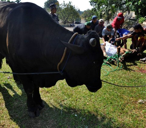 Dinas Ketahanan Pangan, Pertanian dan Perikanan (DKP3) Bidang Peternakan dan Kesehatan Hewan (PKH) Kota Depok menemukan puluhan sapi terkena Lumpy Skin Desease (LSD) atau dikenal dengan virus Lato-Lato. Ada 21 sapi yang baru ketahuan terkena virus, dan ini hanya sebagian kecil dari populasi sapi dari peternakan di Depok.