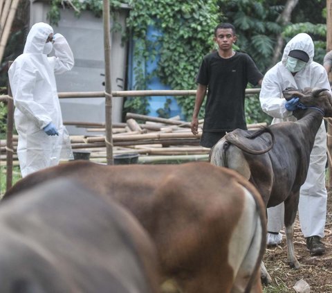 Virus Lato-Lato Telah Menyerang Sapi Kurban