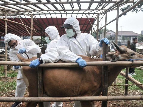 Virus Lato-Lato Telah Menyerang Sapi Kurban