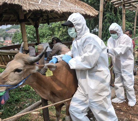 Virus Lato-Lato Telah Menyerang Sapi Kurban