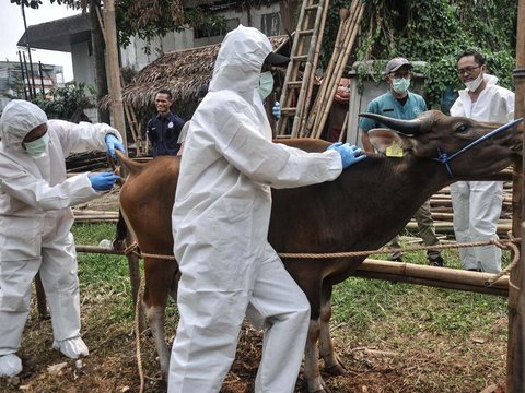 Virus Lato-Lato Telah Menyerang Sapi Kurban