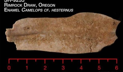 Beberapa tahun sebelumnya, sejumlah benda menarik juga ditemukan di situs tersebut. Pada 2012, pecahan gigi unta berasal dari  ditemukan di bawah lapisan abu vulkanik yang disebabkan erupsi Gunung St Helens 15.000 tahun lalu.