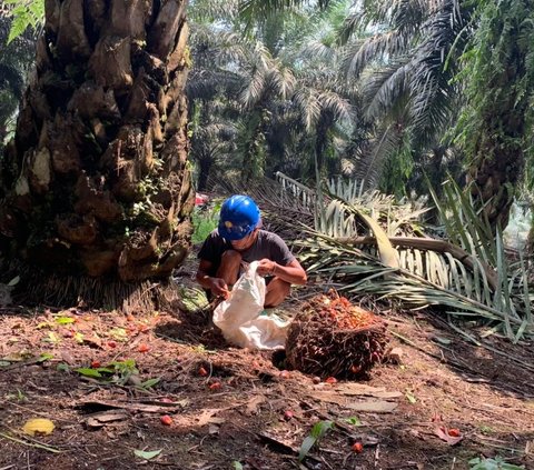 Berdasarkan laporan tahun 2019 Total luas area perkebunan adalah 116.000 hektare dengan 96.000 kelapa sawit 15 sekian lahan karet dan 4 ribu sekian bidang perkebunan lainnya seperti coklat, teh, dan karet.