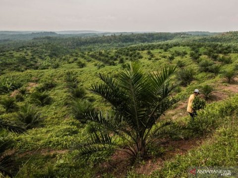 Kemenkop UKM Gandeng RSPO Kembangkan Koperasi Petani Sawit di Indonesia