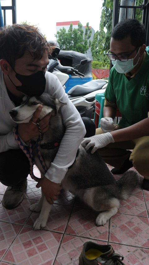 Dinas KPKP DKI Jakarta menyiagakan vaksin rabies di setiap kecamatan, agar warga secara proaktif melalui RT dan RW dapat berkoordinasi terkait permasalahan hewan liar, sterilisasi hewan dan lain-lain sebagainya.