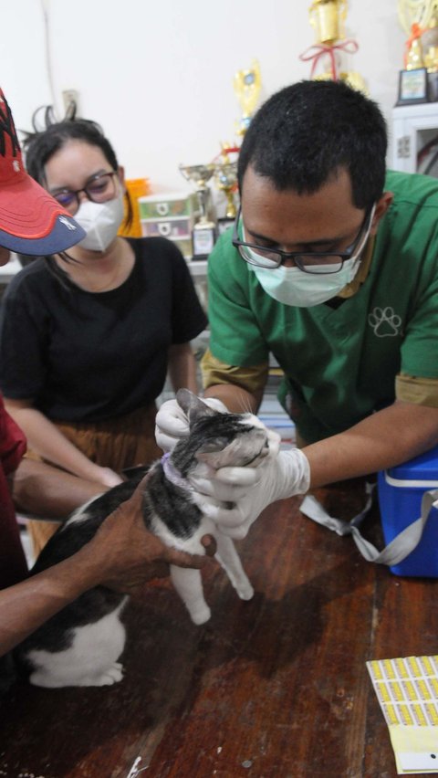 Dan secara berkelanjutan, pengendalian populasi akan dilakukan melalui tindakan sterilisasi hewan penular rabies (HPR).