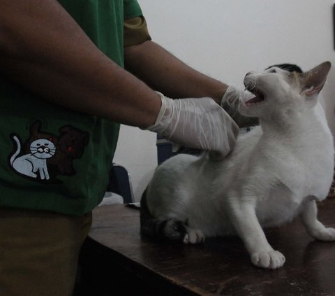 Tercatat, ada sebanyak 20.423 ekor hewan penular rabies (HPR) telah divaksinasi periode Januari sampai Juni 2023.