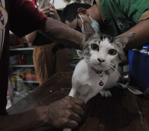 Provinsi DKI Jakarta tetap merupakan daerah resiko tinggi terhadap penularan rabies karena berbatasan dengan daerah yang belum bebas rabies dan lalu lintas hewan penular rabies atau HPR yang tinggi ke wilayah DKI.