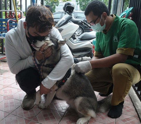 Petugas saat melakukan penyuntikan vaksin rabies gratis pada hewan peliharaan milik warga di Kelurahan  Kayu Manis Jakarta, Senin (10/7/2023).