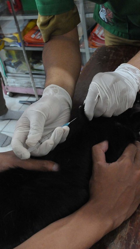 Tindakan pencegahan ini sebagai langkah Pemprov DKI untuk terus mempertahankan Jakarta agar terbebas dari virus rabies yang menular dari gigitan hewan bertaring.