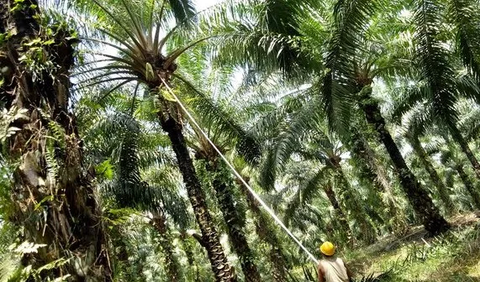 Upaya Bambang Sardi mengolah kelapa menjadi minyak murni tidak mudah. Butuh tiga tahun melakukan riset hingga menciptakan Virgin Coconut Oil (VCO) tersebut.