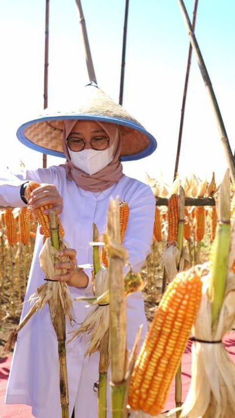 Bupati Ipuk bersama para petani melakukan panen jagung di lahan seluas 1,5 hektar yang memiliki masa panen 100-120 hari dengan produksi hingga 7-8 ton per hektare