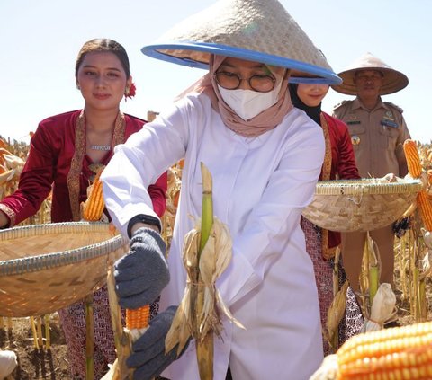 Ipuk juga menyampaikan produktivitas jagung di Desa Alasrejo bisa dipertahankan atau ditingkatkan, maka lahan jagung di desa ini bisa memenuhi kebutuhan jagung di Jawa Timur.
