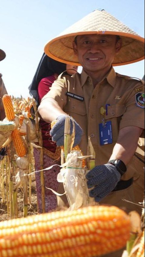 Banyuwangi jadi lumbung jagung Jawa Timur dengan 18,9 persen produksi jagung atau sebanyak 250 ribu ton jagung per tahun dipasok dari Banyuwangi.