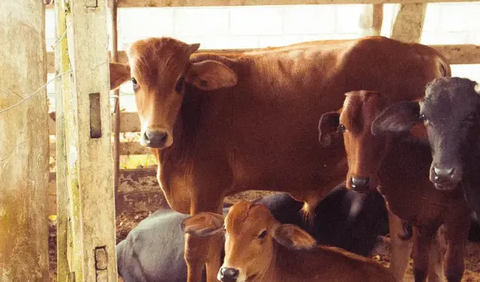 Tjandra meminta masyarakat tidak mengonsumsi daging dari hewan yang sudah terkonfirmasi terpapar antraks.