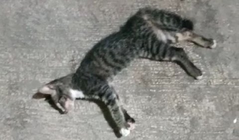 Sebanyak 21 ekor kucing di RW 05 Kelurahan Sunter Agung, Tanjung Priok, Jakarta Utara mati mendadak.