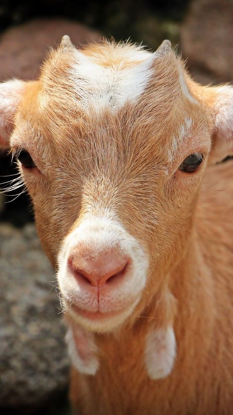 Tak Ada Kambing Peliharaan di Baduy, Ternyata Ini Alasan di Baliknya