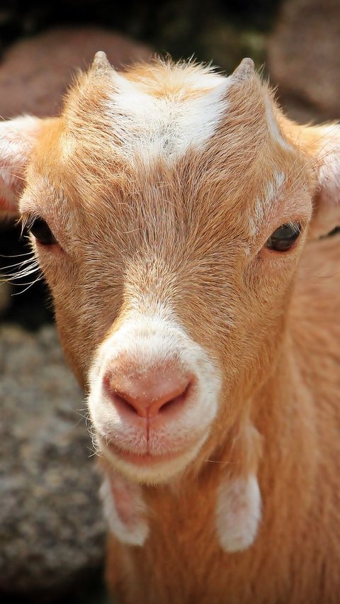 Tak Ada Kambing Peliharaan di Baduy, Ternyata Ini Alasan di Baliknya