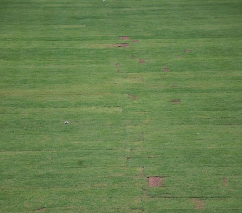 Sering Banjir, Rumput Stadion Pakansari Bakal Diganti Biayanya Capai Rp1,9 Miliar