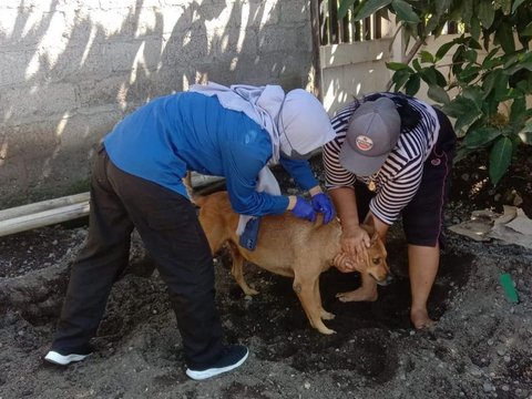 Minimalisir Risiko Rabies, Banyuwangi Vaksin Anjing dan Kucing di Wilayah Pinggiran