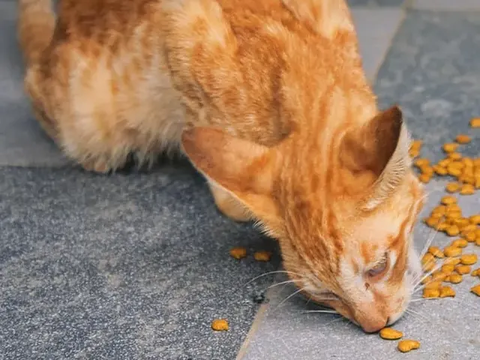 Pemprov DKI Cek Sampel Puluhan Kucing Mati Mendadak di Sunter, Hasilnya Keluar Jumat Besok