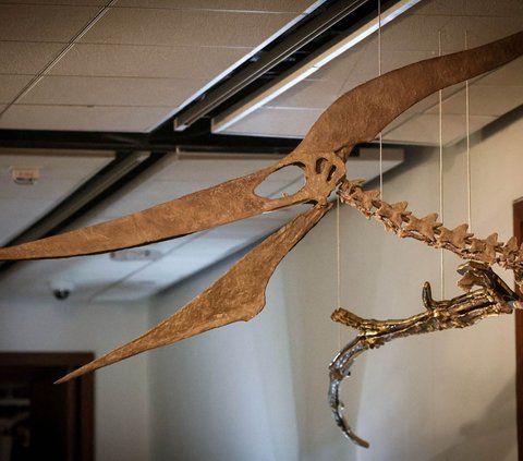 Rumah lelang Sotheby’s memamerkan dua predator prasejarah yang akan dilelang di New York dalam waktu dekat. Salah satunya adalah Pteranodon yang berasal dari zaman kapur akhir. Simak potretnya!
