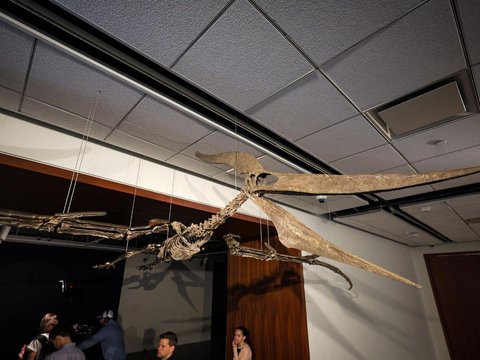 FOTO: Penampakan Fosil Dinosaurus Bersayap Dipamerkan di New York, Usianya 83 Juta Tahun