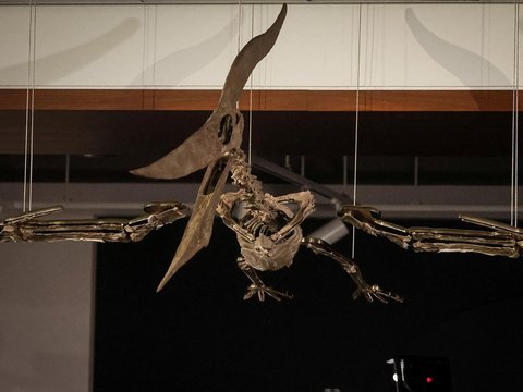 FOTO: Penampakan Fosil Dinosaurus Bersayap Dipamerkan di New York, Usianya 83 Juta Tahun