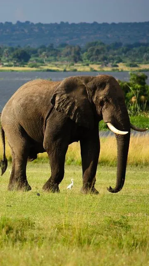 Gajah mengepakkan telinganya seperti kipas untuk menurunkan suhu tubuhnya. Sedangkan kelinci, akan melebarkan pembuluh darah di telinganya untuk mengatur suhu tubuh.