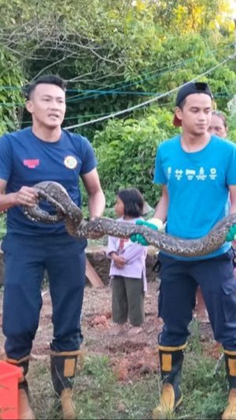 Ular Piton Tiga Meter Keluar dari Hutan, Ditemukan di Pekarangan Warga Hendak Cari Mangsa