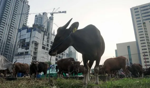 Pengharum dari Kotoran Sapi