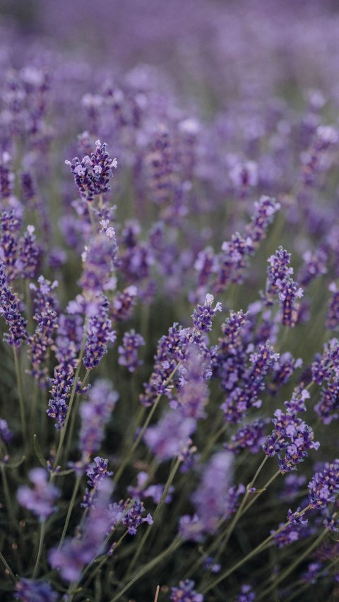 6. Lavender