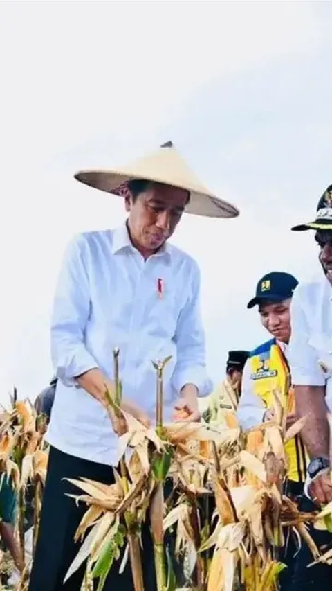 Pembangunan Proyek Food Estate Tunggu Aturan Resmi Jokowi