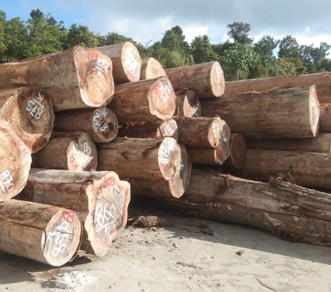 Sengketa Tahan Ulayat di Balik Penyitaan Ribuan Kubik Kayu di Hutan Mentawai