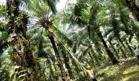 Dia memiliki banyak usaha di antaranya karet, sawit, kelapa sawit hingga batu bara.