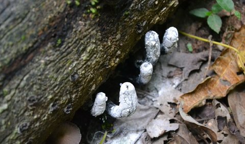 1. Menurut Journal of Fungal Diversity, dead man's finger adalah jamur saprobik.