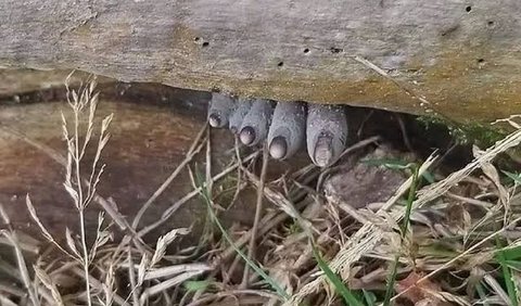 3. Menurut Fungus Fact Friday, Xylaria polymorpha berwarna biru muda keunguan hingga abu-abu saat baru tumbuh.