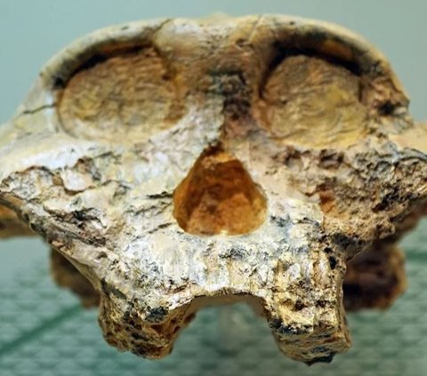 Para peneliti juga menyajikan data pengurutan protein dari enamel gigi empat individu yang termasuk dalam spesies Paranthropus robustus, yang masing-masing hidup sekitar 2,42 juta tahun lalu.
