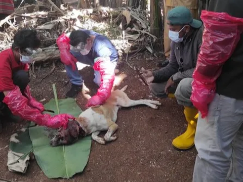 Rabies Kembali Renggut Nyawa, Bocah 6 Tahun di NTT Meninggal Setelah Dagunya Digigit Anjing