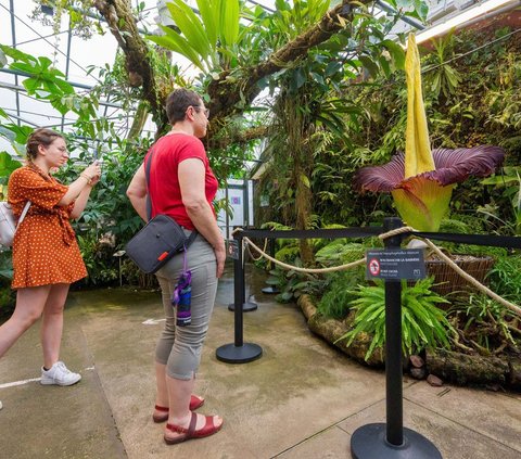 Bunga bangkai ‘Amorphophallus titanum’ atau Titan Arum mekar sempurna di Kebun Raya Jean-Marie Pelt, Villers-lès-Nancy, Prancis. <br /><br />Momen langka itu terjadi pada beberapa hari lalu, tepatnya 11 Juni 2023.