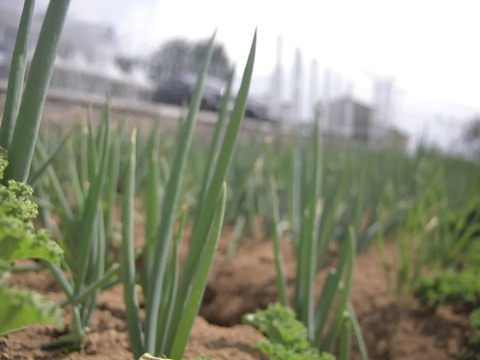 Dorong Modernisasi, Kementan Kembangkan Pilot Project Kawasan Agro Eduwisata di Cianjur