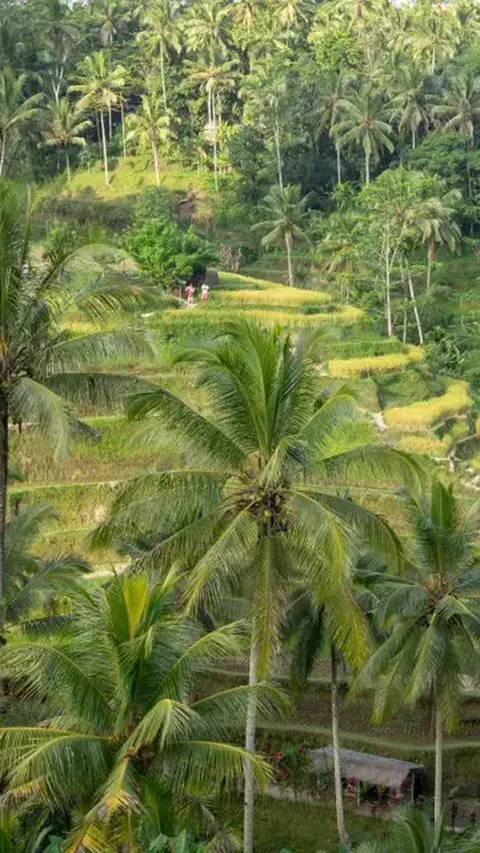 Animo Tinggi, Pendaftar Jagoan Tani 2023 Banyuwangi Capai 700 Orang