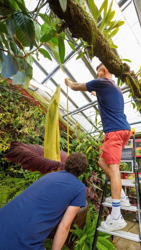 Mekarnya bunga bangkai Titan Arum ini berlangsung cukup singkat, yakni hanya 72 jam. Berikut foto-foto pesona bunga bangkai asli Sumatera yang mekar di Prancis tersebut: