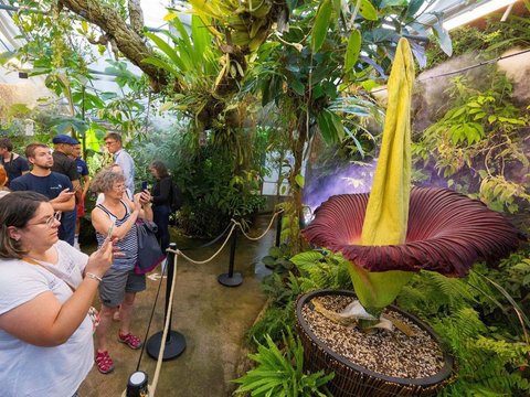 FOTO: Momen Langka Bunga Bangkai Asli Sumatera Mekar Sempurna di Prancis, Pesonanya Bikin Terkagum-kagum